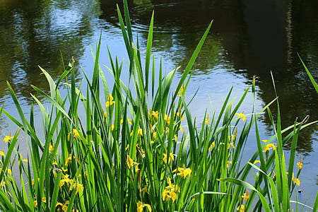 closeup photo of green leaf plant near body of water thumbnail