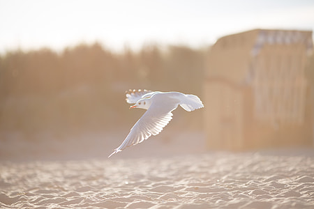 white bird flying above white clouds during daytime thumbnail
