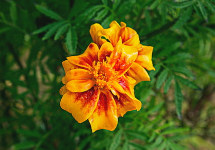 orange petaled flower thumbnail
