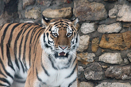 Sumatran tiger thumbnail
