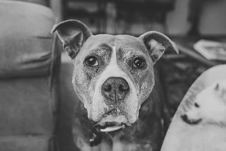 grayscale photo of American pit bull terrier thumbnail