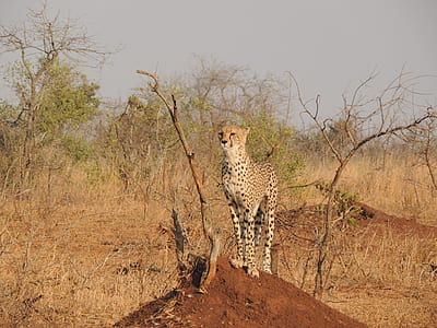 cheetah standing on brown soil thumbnail
