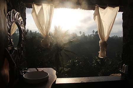 opened window displaying green palm tree thumbnail
