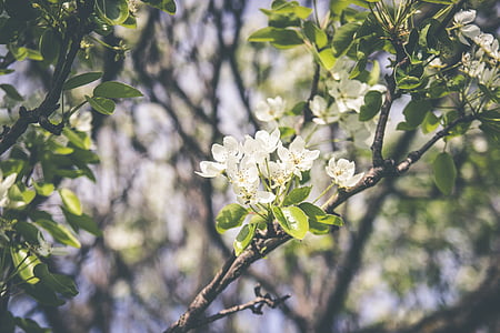 tall tree with white flowers thumbnail
