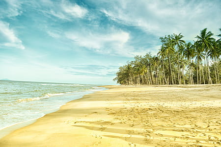 Palm Trees Near Beach Shore thumbnail