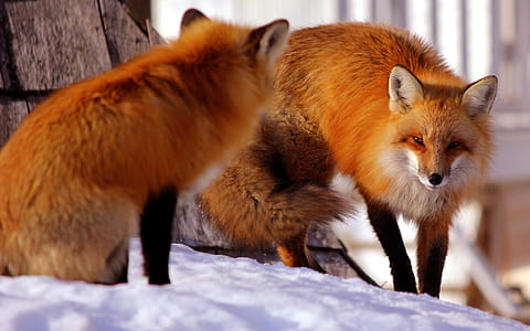 two brown Fox near brown wooden frame during daytime thumbnail