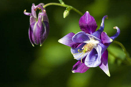 purple orchid flower in bloom thumbnail
