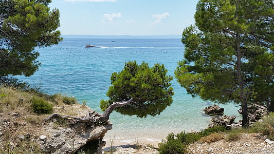 trees near beach thumbnail