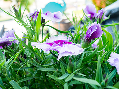 dianthus flowers on green grass thumbnail