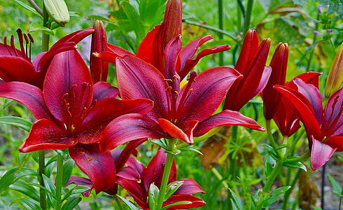 red Asiatic lilies in bloom at daytime thumbnail