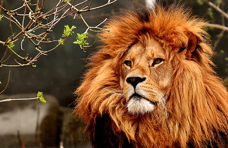 focus photography of a lion thumbnail