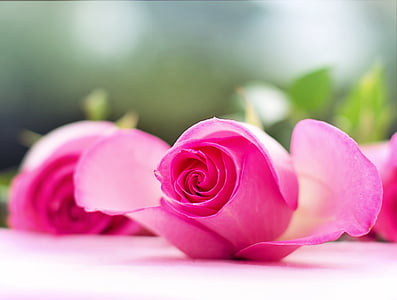 selective focus photography of pink petaled flowers in bloom thumbnail