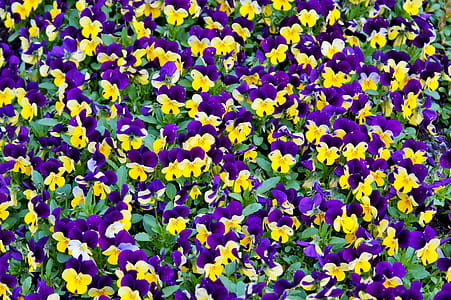 nature, field, flowers, garden thumbnail