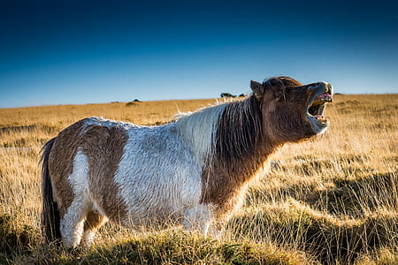 white and brown horse howling in grass field thumbnail
