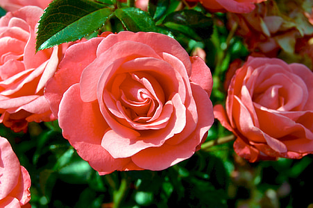 pink roses closeup photo thumbnail