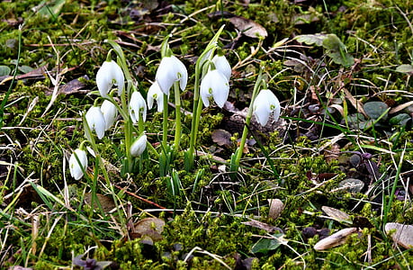 white petaled flowers thumbnail