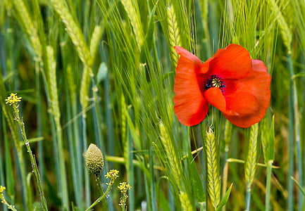 red petaled flowers thumbnail