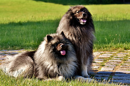 two black-and-grey Keeshonds on green grass during daytime thumbnail