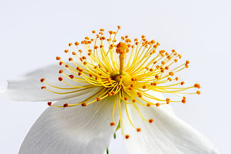 white anemone flower macro photography thumbnail