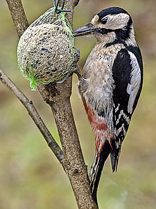 Great Spotted Woodpecker, Woodpecker thumbnail