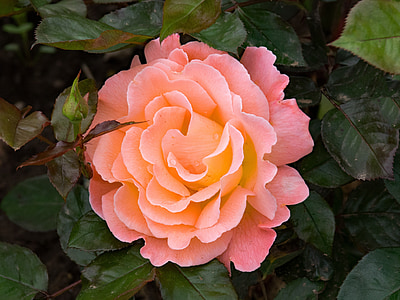 pink carnation flower with green leaves thumbnail
