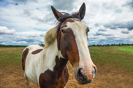 white and brown horse thumbnail