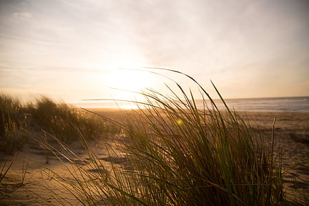 green grass during sunset thumbnail