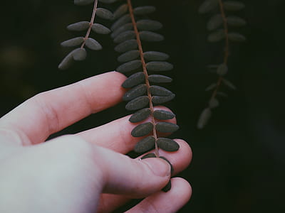 person holding green plant leaves thumbnail