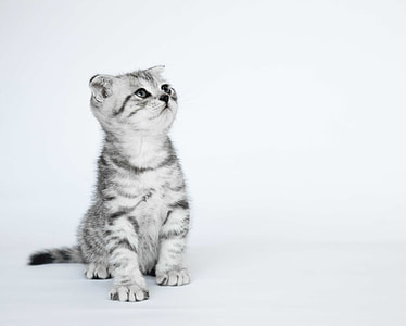 tabby kitten grayscale photo thumbnail