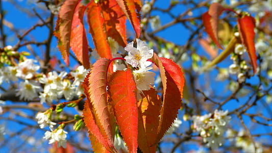 Orange Leaf Beside White Flower thumbnail