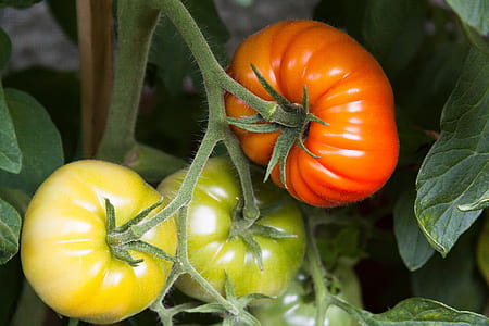 ripe and unripe tomatoes thumbnail