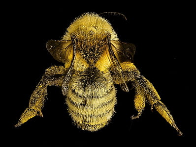 yellow and black bumble bee in macro photography thumbnail