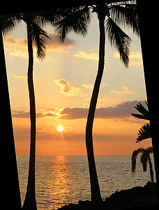 silhouette photo of coconut trees near body of water thumbnail
