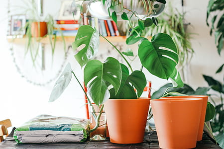 plant, table, shelf, indoor thumbnail