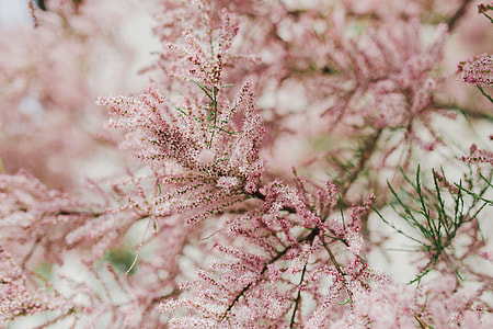 Tree bloom in early Spring thumbnail