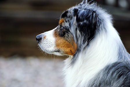 adult Australian shepherd thumbnail