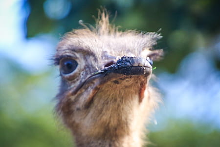 Closeup Photo of Ostrich Head thumbnail