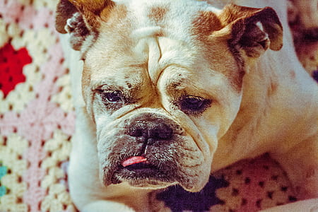 adult white and brown English bulldog laying down on blanket thumbnail