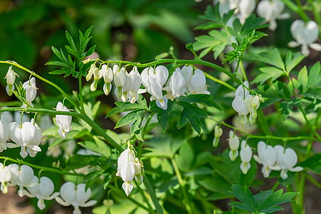 white flowers in shallow focus photography thumbnail