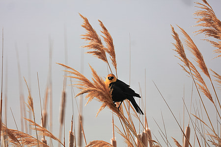 black and brown bird perched on plant during daytime thumbnail