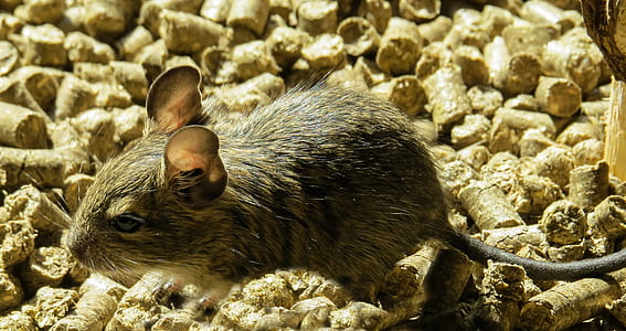 closeup photo of mouse thumbnail