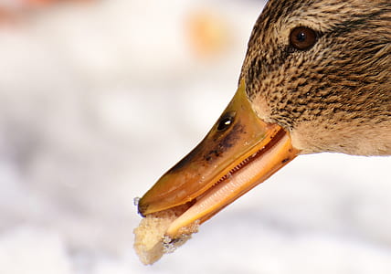 brown duck thumbnail