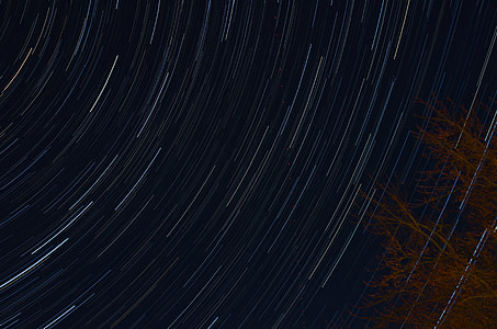 timelapse photography of stars and brown tree at nighttime thumbnail