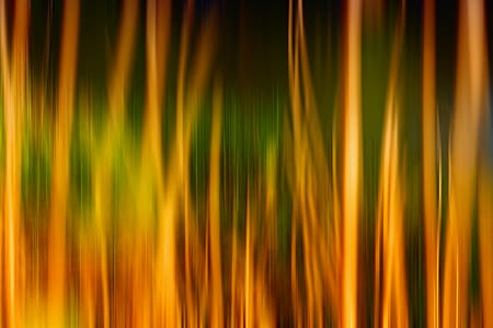 wallpaper, background image, background, desktop, nature, grass thumbnail