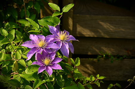 three purple petaled flowers thumbnail