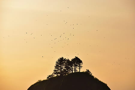 silhouette photography of trees thumbnail