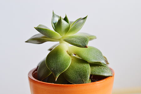 green succulent flower on brown pot thumbnail