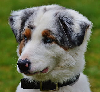 black and white Australian shepherd puppy on focus photo thumbnail