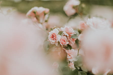 selective focus photography of pink petaled flowers thumbnail