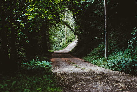 road surrounded by green leaf trees during daytime thumbnail